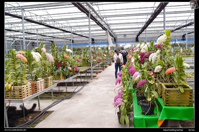 2015-01-30南投草屯石川-樸提蘭園-全國最大狐狸尾蘭及茶花展示農場