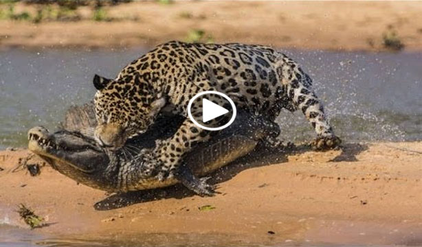 Tiger vs Crocodile - Blogsupermovie