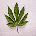 JORNAL 'THE NEW YORK TIMES' DEFENDE LEGALIZAÇÃO DA MACONHA