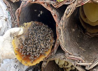 bitkisel haber dogal hekim blogger