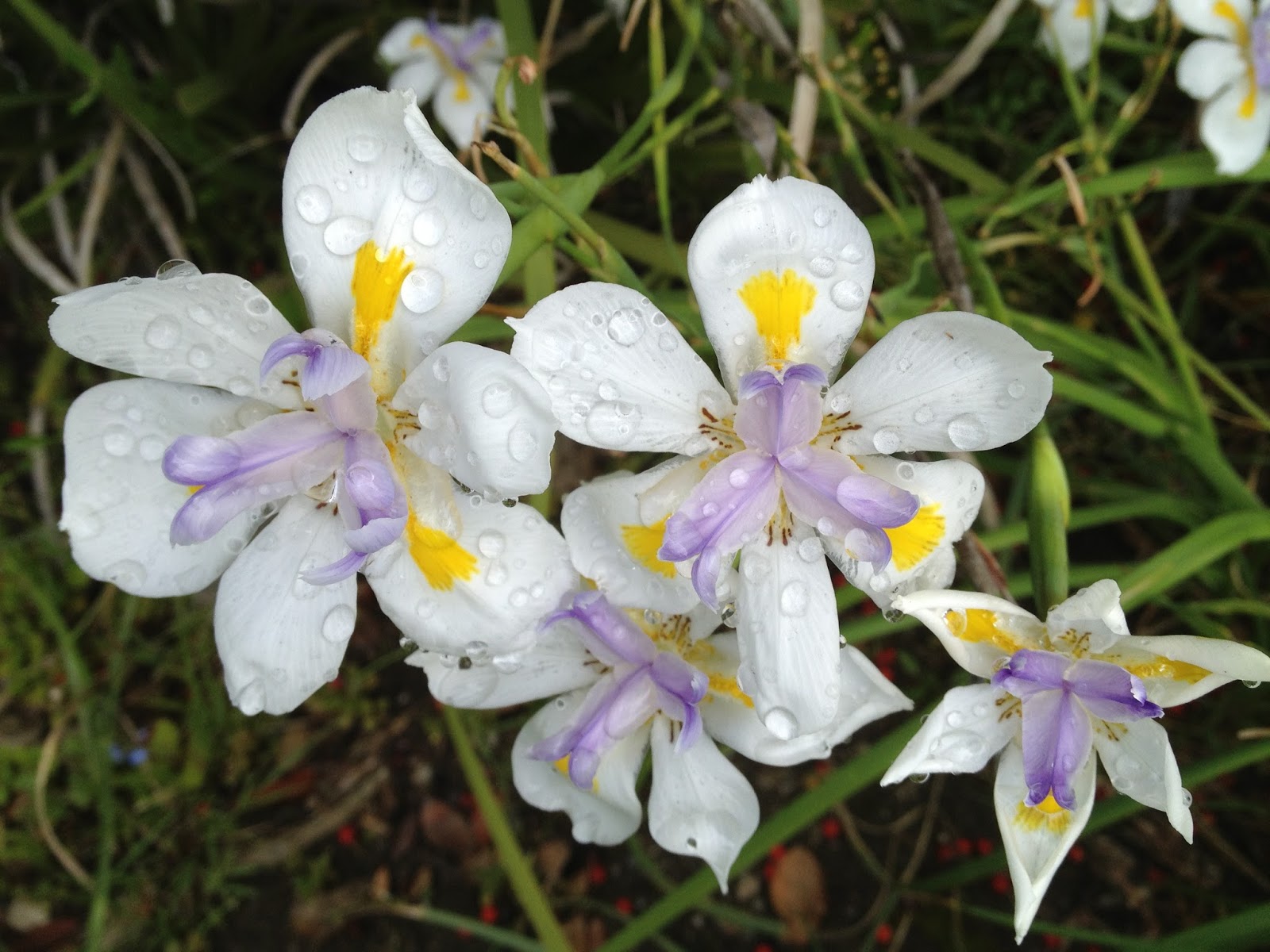 Aprille�s SoCal Gardening Fortnight Lily or What NOT to