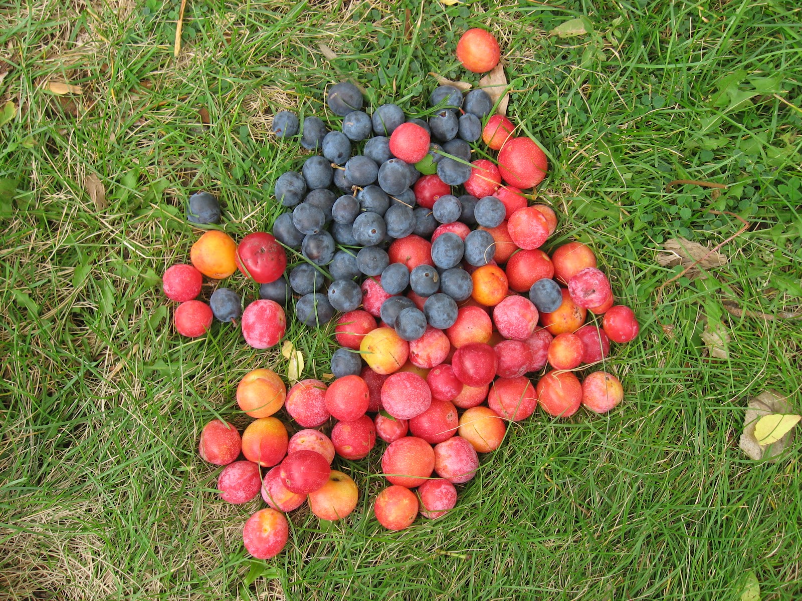 Survival in the Wasteland Wild Plums! Chokecherries! Fruit Leather!