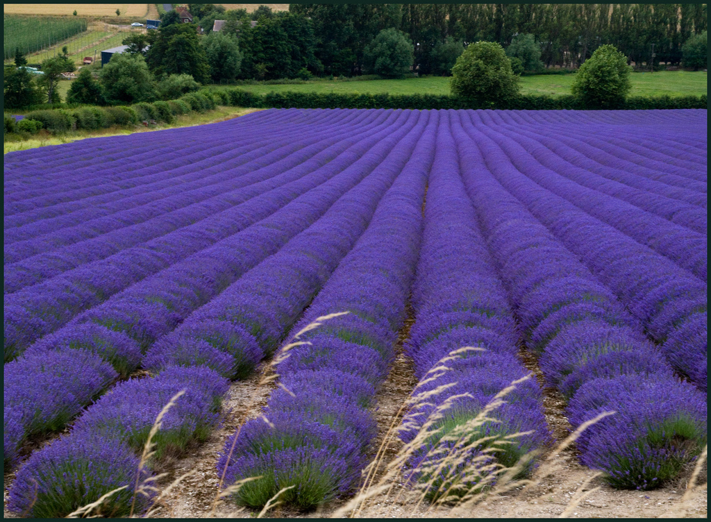 imagenes imagenes