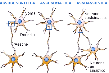 Mente Attiva Le sinapsi