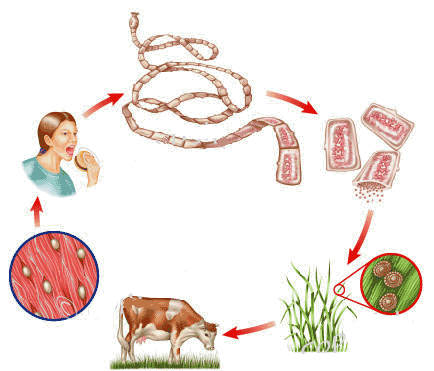cadena alimenticia google translate revista online ilustrada brasileira outubro 2011 cadena alimenticia google translate revista online ilustrada brasileira outubro 2011