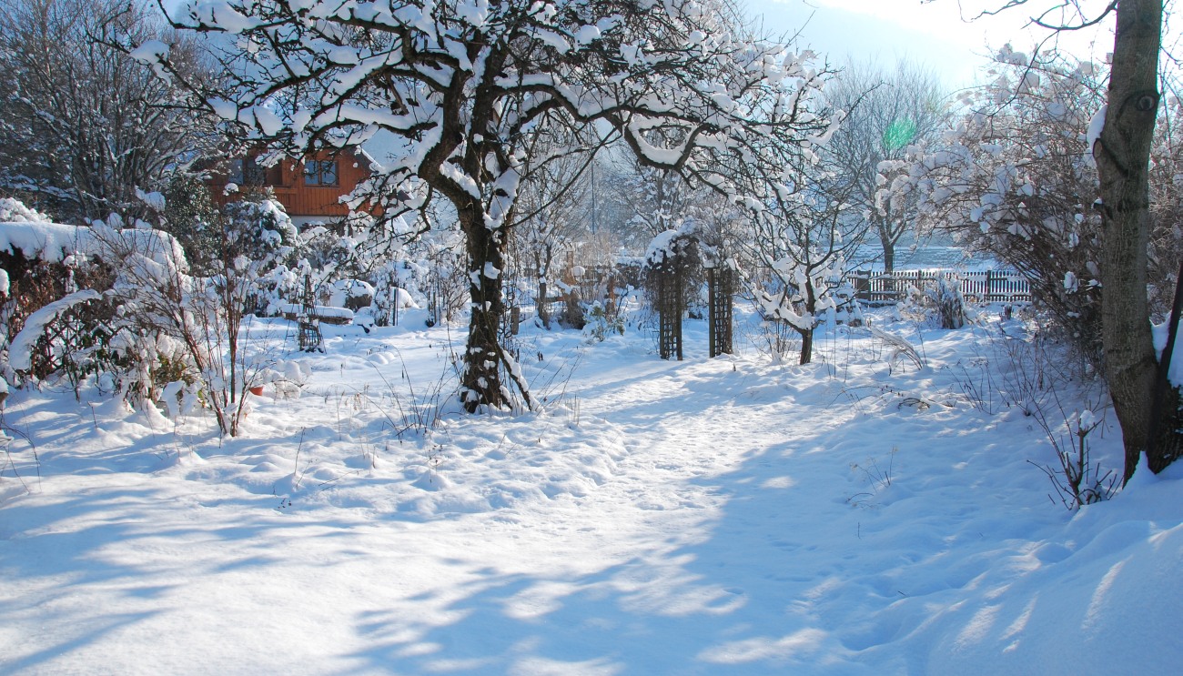 Storchschnabel und andere Stauden Der Garten im Schnee