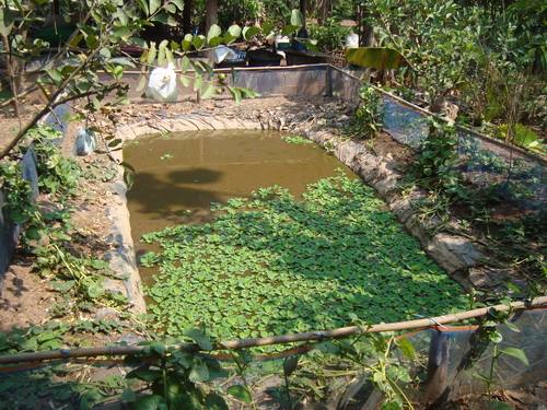 วิธีเลี้ยงปลาซิว