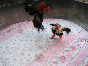 Local Laotian Mr Tott's prized "FIGHT COCKS" on a practice sparring session .