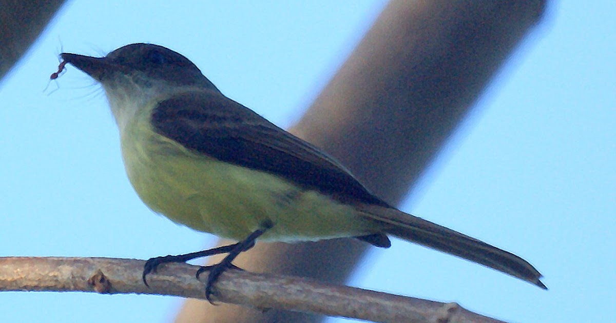 Going Forward.. 1 Step a Time of Bird and Ants