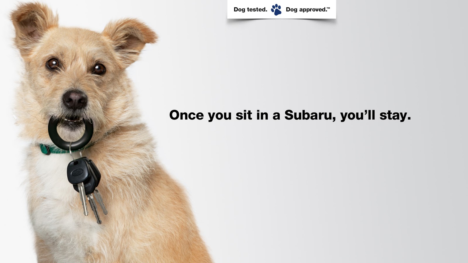 giveaway puppies talking dogs at for of a subaru dogtested apps and giveaway giveaway puppies talking dogs at for of a subaru dogtested apps and giveaway