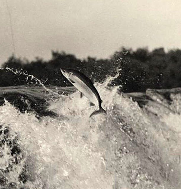 Renaissance du saumon dans les rivières de France L'ESPOIR