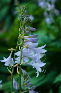 Нужны цветы