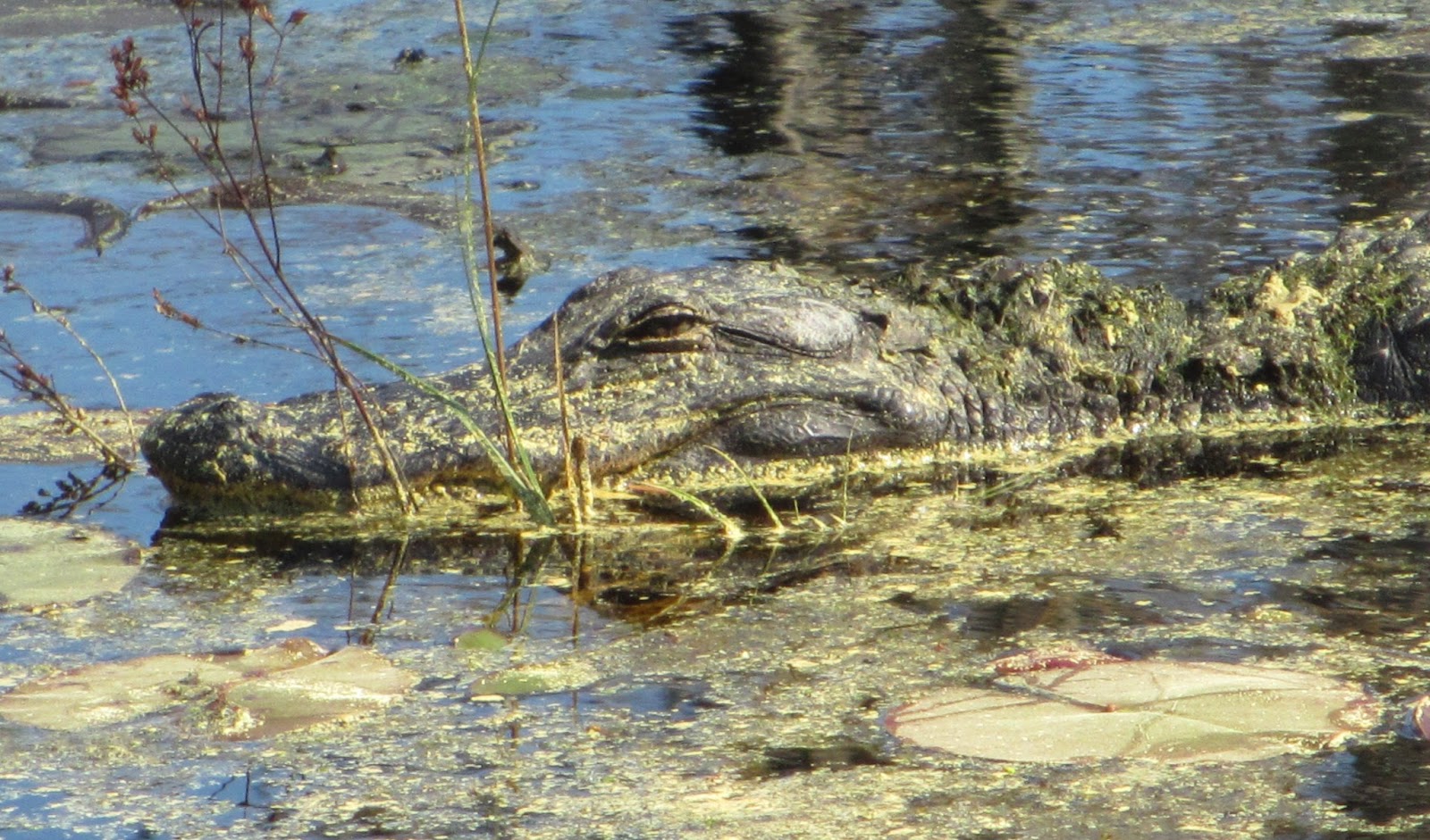 Cannundrums American Alligator South Carolina