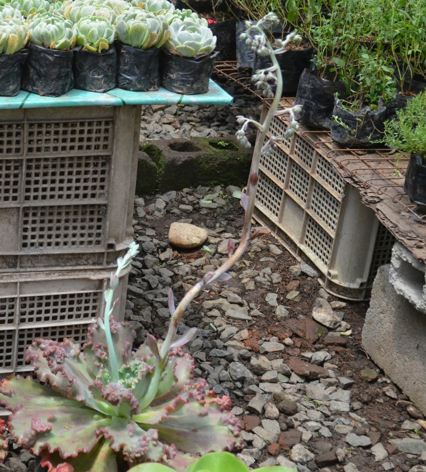 Philippine Culture and Surprises Cactus and Succulents