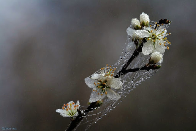 POESIA DE LA NATURA