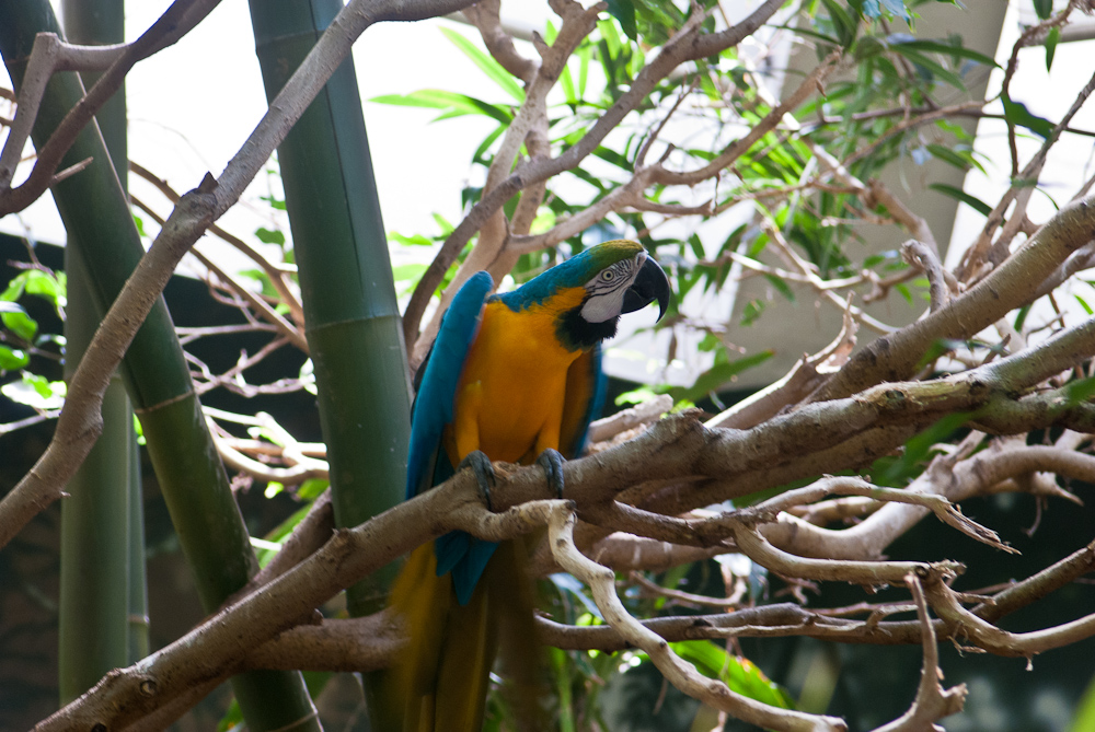 Committed Stitcher Zoo Birds