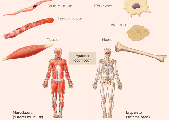 Imagenes Del Sistema Muscular Imagenes Del Sistema Muscular
