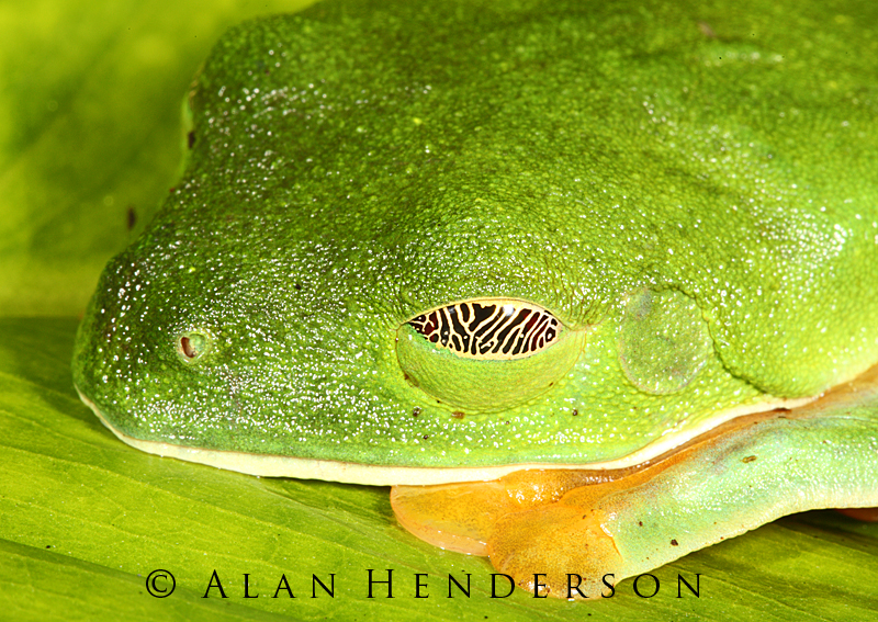 Minibeast Wildlife Rainforest Encounters Costa Rica Day 1
