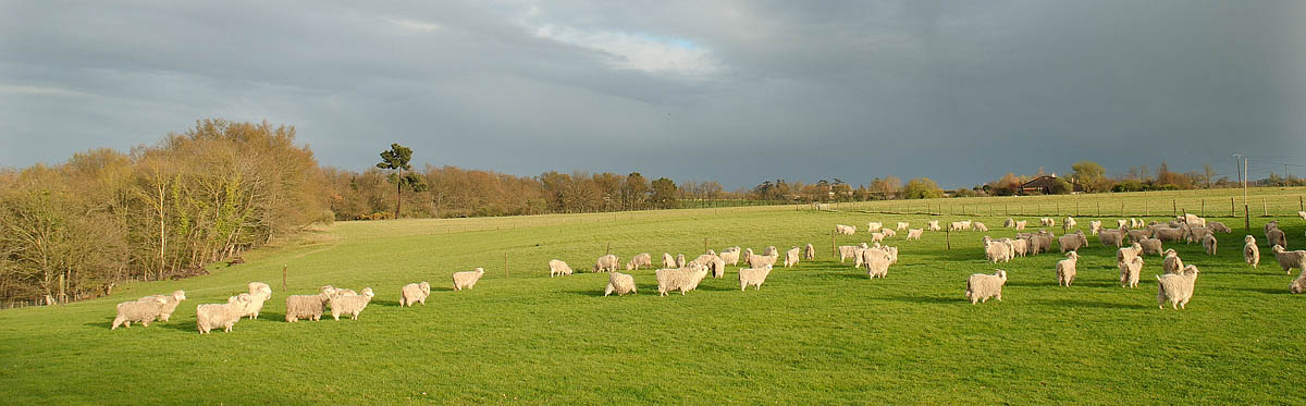 Un élevage de chèvres angora