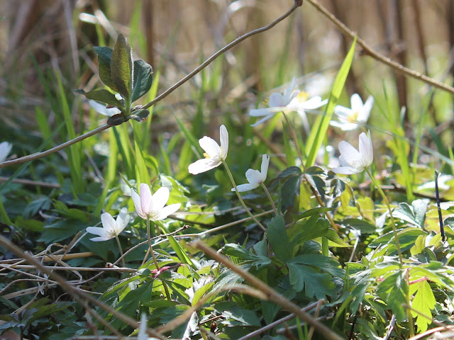 Anemoner