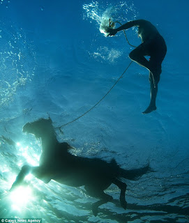Gambar-gambar kuda berenang dari dalam air laut