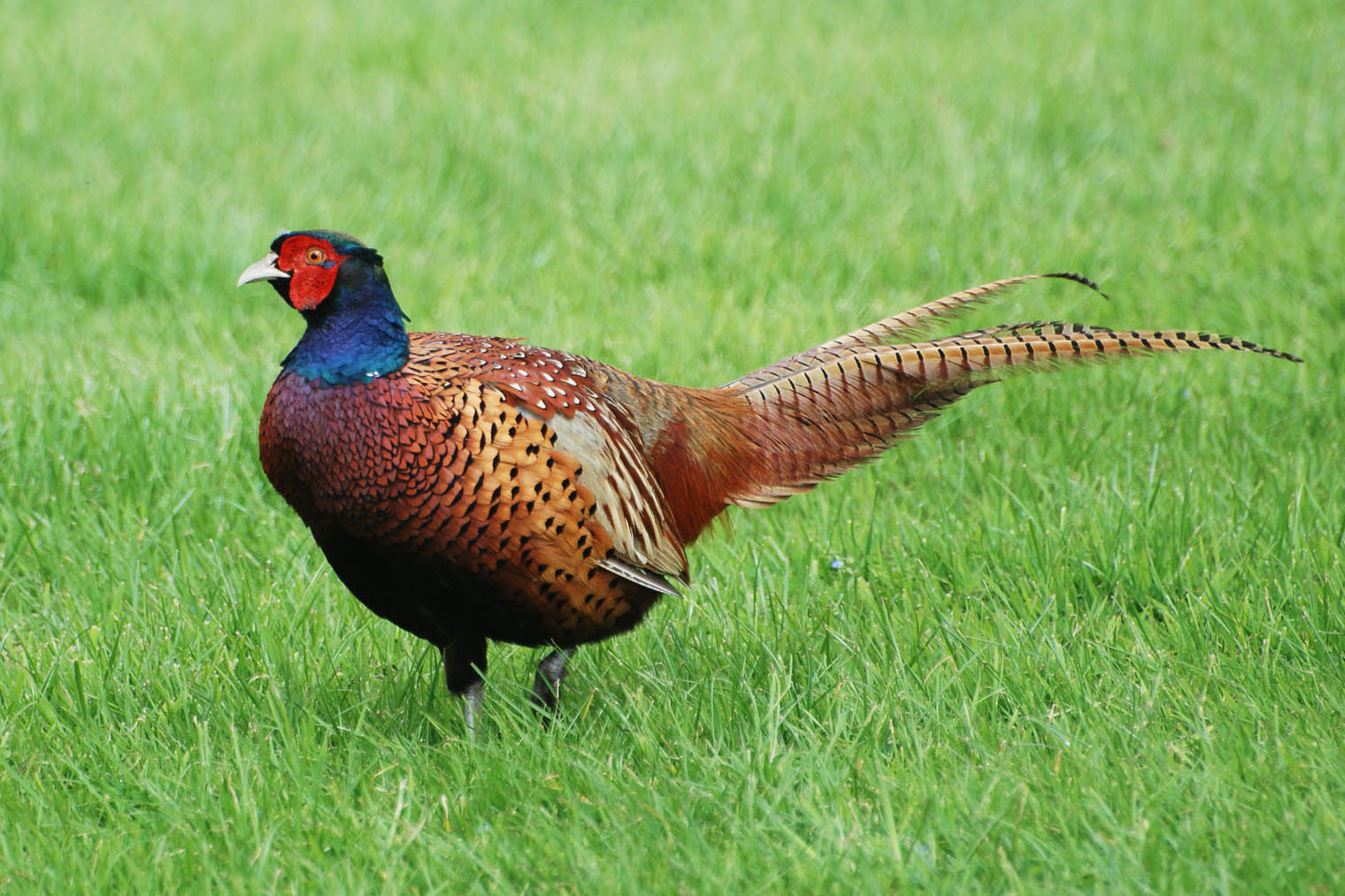 World Beautiful Birds Pheasant Birds Facts & Latest Pictures