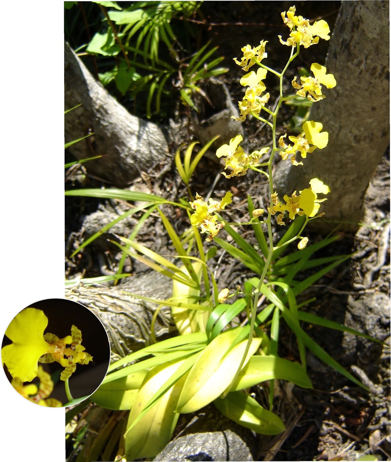 2012 Spring Sales Catalog Plant Owner S Manual