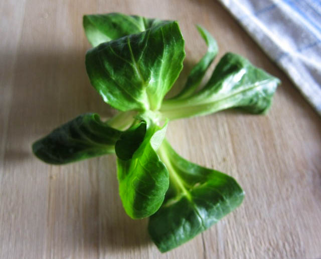 the indolent cook lamb's lettuce (aka corn salad, mache, rapunzel, etc