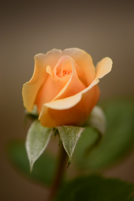 Crown princess margareta, rose, david austin rose