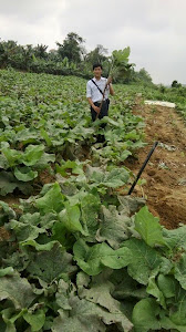 Cánh Đồng Ngưu Bàng