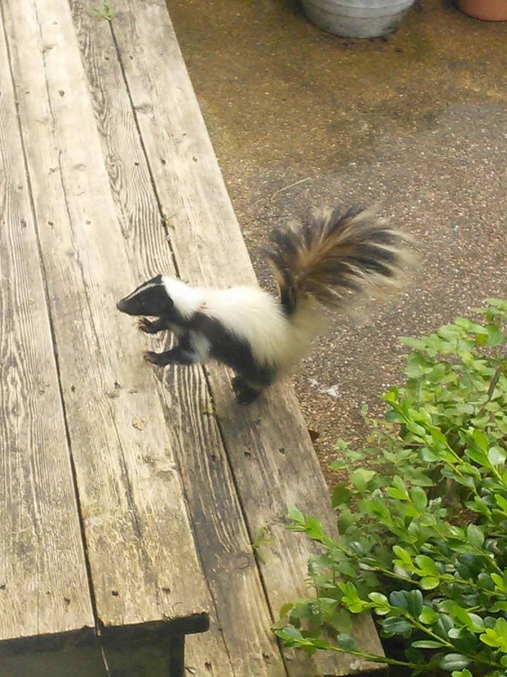 do racoons eat skunks do racoons eat skunks