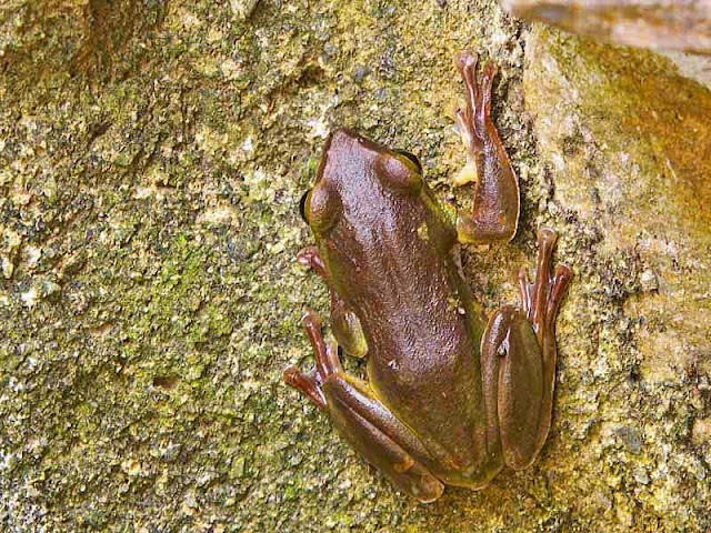 Okinawa Green Tree Frog