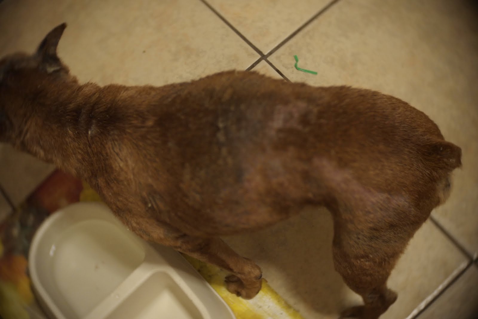 Mange Treatment How I Cured My Dog From Mange and Mites 4. The WAR