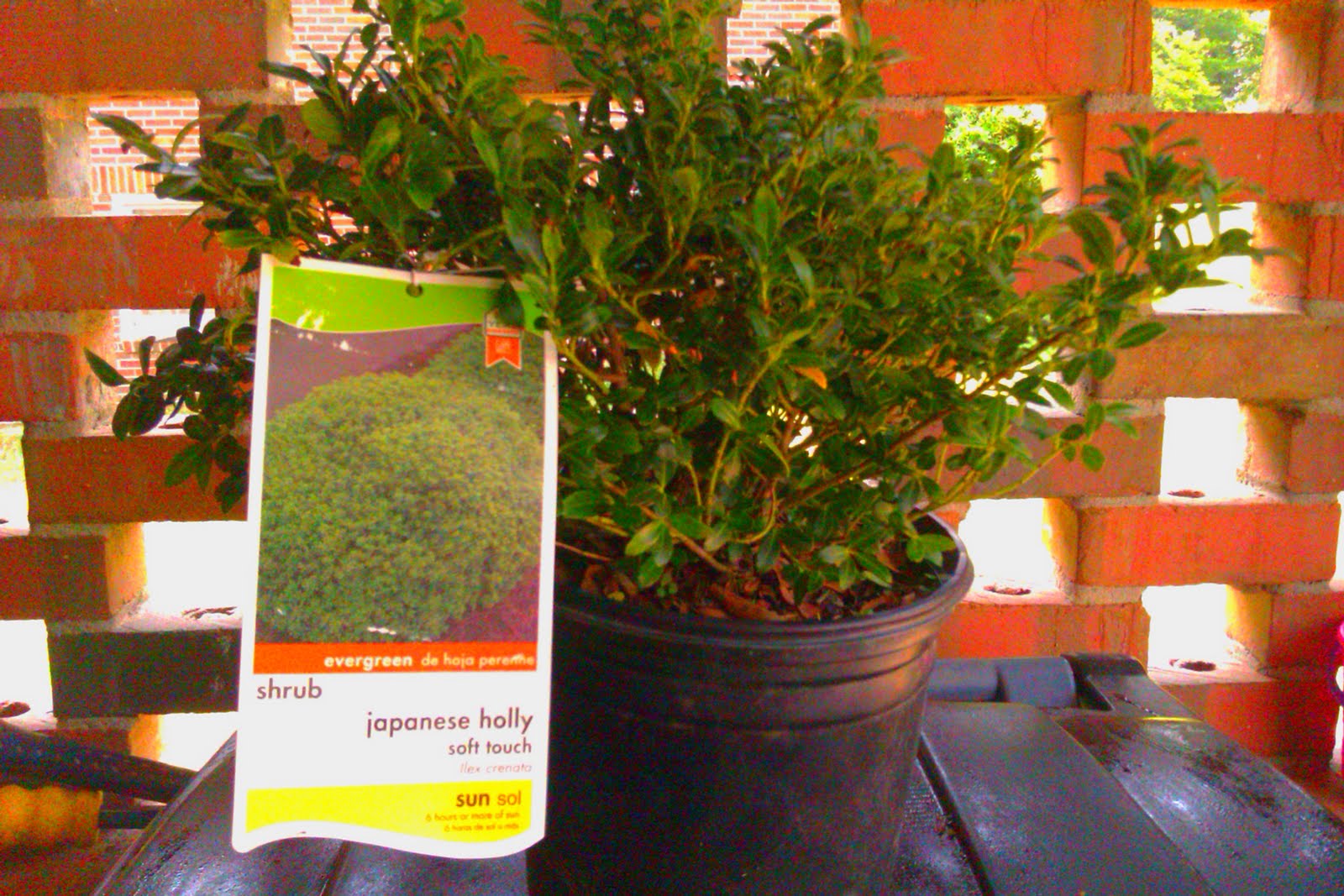 Shrubs Prune And Rejuvenate