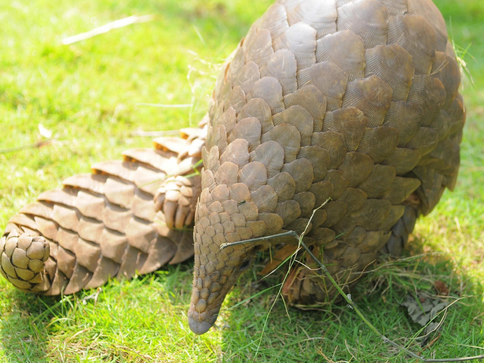 ENCYCLOPEDIA OF ANIMAL FACTS AND PICTURES: Pangolins