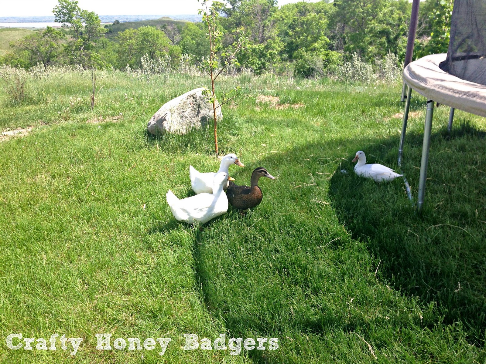 Crafty Honey Badgers Ducks are messy messy messy and how to combat it