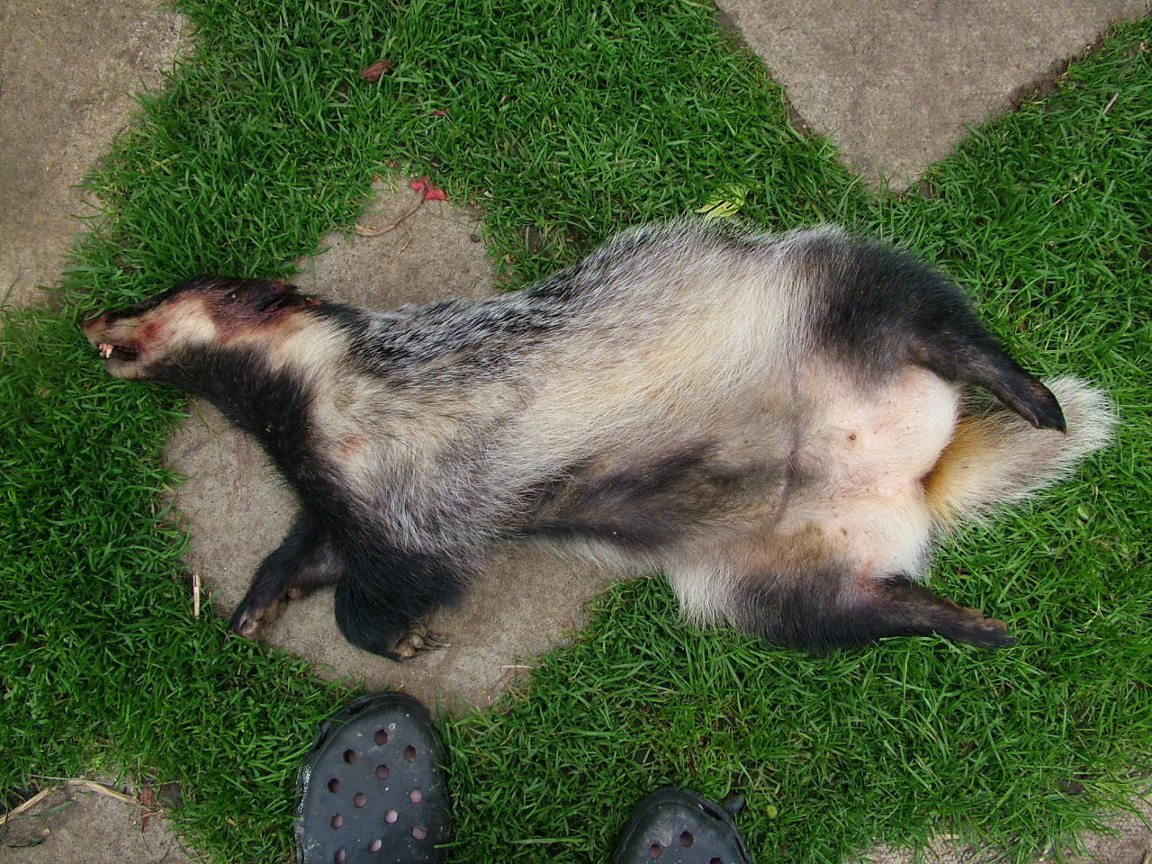 Ryedale Wildlife Rehabilitation Court Case, Keeper Snares and Shoots