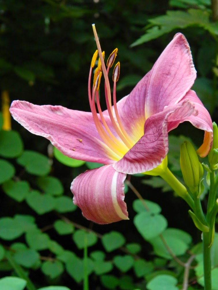 Prairie Blue Eyes daylily Hemerocallis by garden muses-not another Toronto gardening blog Prairie Blue Eyes daylily Hemerocallis by garden muses-not another Toronto gardening blog