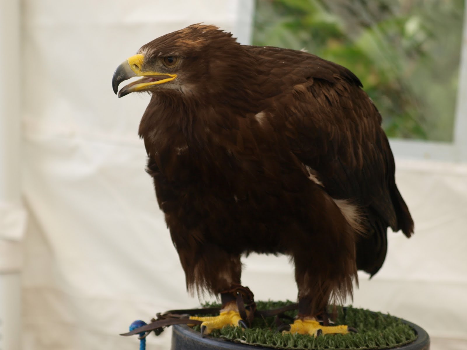 comparison of hawk and falcon In “h is for hawk,” helen macdonald recounts her efforts to train a notoriously difficult bird of prey in the wake of her beloved father’s sudden death. comparison of hawk and falcon In “h is for hawk,” helen macdonald recounts her efforts to train a notoriously difficult bird of prey in the wake of her beloved father’s sudden death.