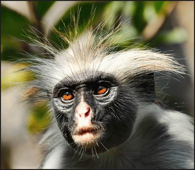 Lustige Tiere Gesichter Tier Ausmalbilder