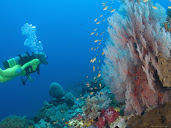 #22 Coral Reef Wallpaper