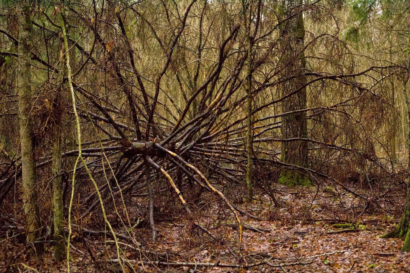 Gwiazdka w Puszczy - Ania w Podróży