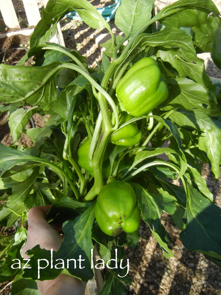 Epsom Salts + Pepper Plants = Success! Ramblings from a