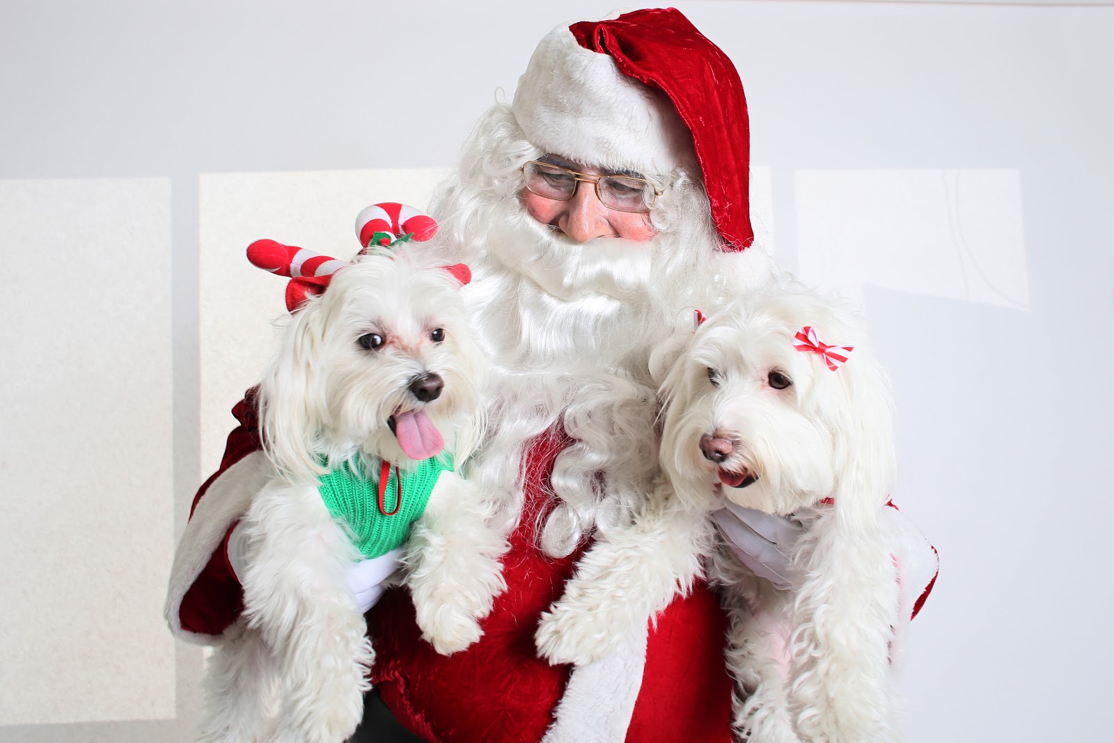All List Of Different Dogs Breeds Santa Clause Dogs