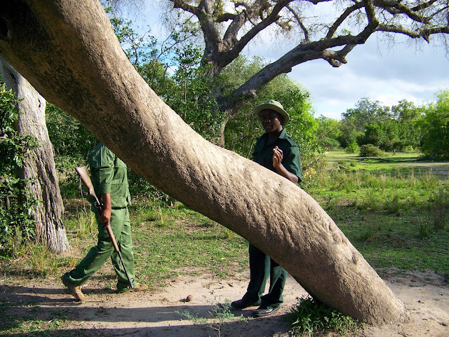 Game walking Safari Selous Reserve Tanzania