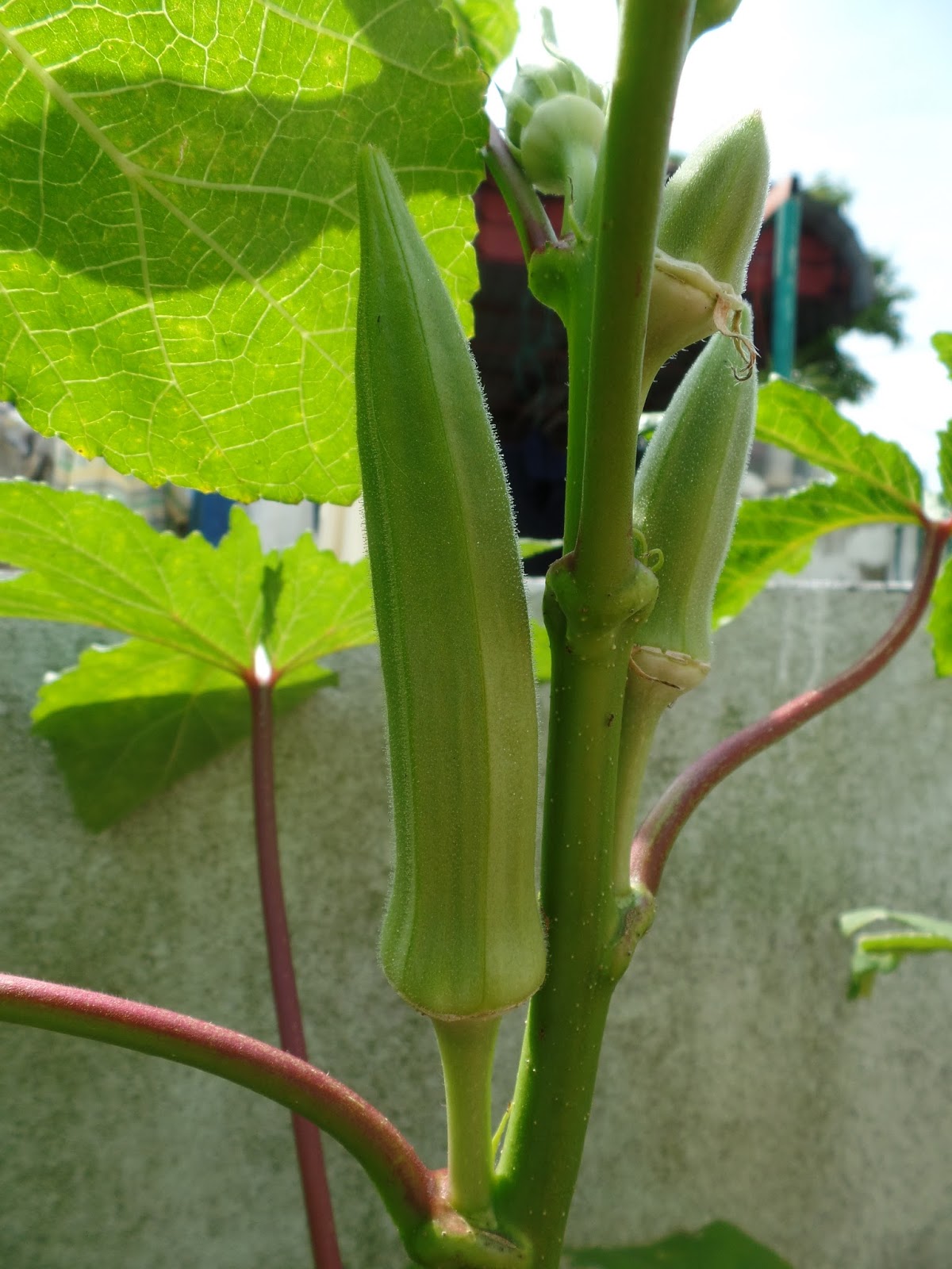 My Little Potted Garden Okra (Ladies Fingers) &amp; Belimbing