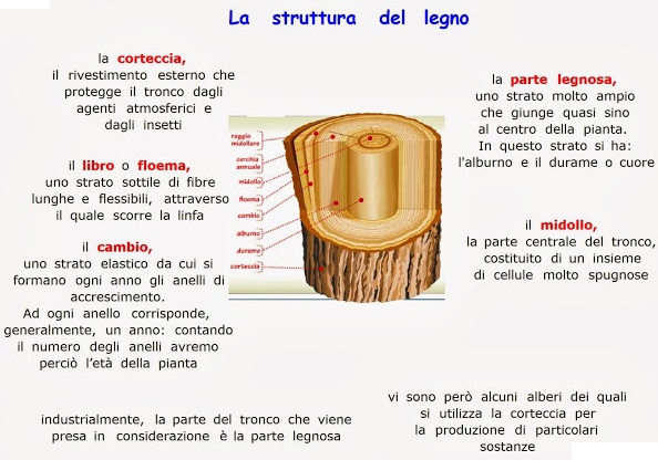 Verifica Sul Legno Prima Media Pdf Appunti di Tecnologia - Classi prime: MAPPE CONCETTUALI SUL LEGNO
