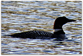 http://www.dragonflyandlilypads.com/2015/01/joy-it-is-2015.html Loon, Lake, Black, White, Spring in Michigan