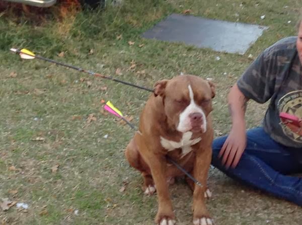 anti captivity pitbull ve insan pitbull and human