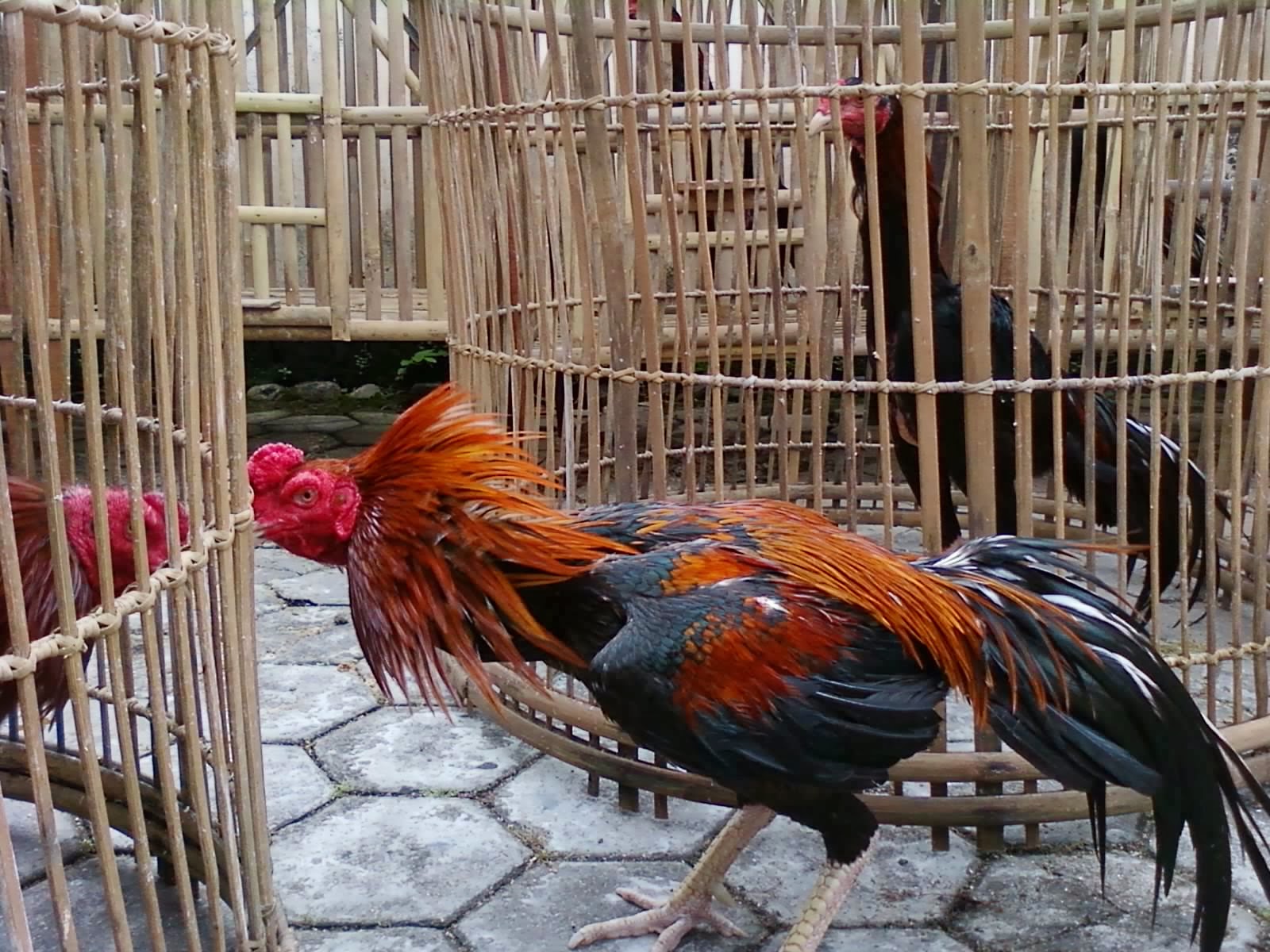 Penggunaan Antibiotik Pada Ayam